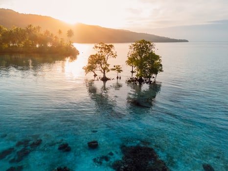Scenic landscape with mangrove trees in blue sea and sunrise or sunset sunlight in Indonesia. photo