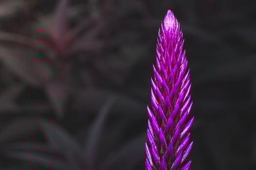 purple flower called celosia argentea with micro camera. herbal plant that comes from tropical areas and is known for its very bright and unique color. photo