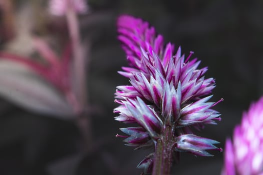 purple flower called celosia argentea with micro camera. herbal plant that comes from tropical areas and is known for its very bright and unique color. photo