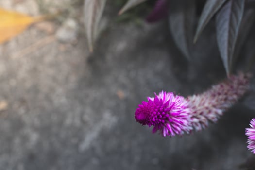 purple flower called celosia argentea with micro camera. herbal plant that comes from tropical areas and is known for its very bright and unique color. photo