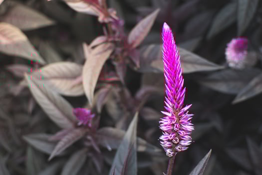 purple flower called celosia argentea with micro camera. herbal plant that comes from tropical areas and is known for its very bright and unique color.m photo