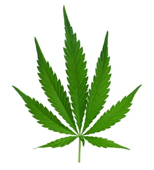 Green cannabis leaf on isolated background photo