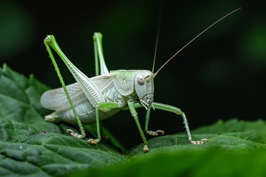 A grasshopper is standing on a leaf photo