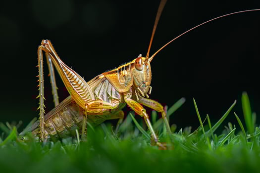 A grasshopper on the ground photo