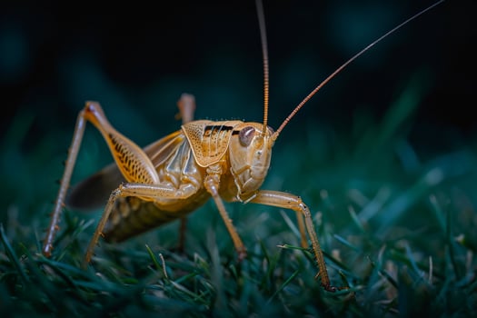 A grasshopper is standing on the grass photo