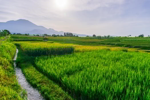 indonesia beauty landscape paddy fields in north bengkulu natural beautiful morning view from asia photo