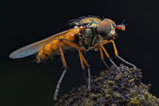 A fly with a large head and long legs photo
