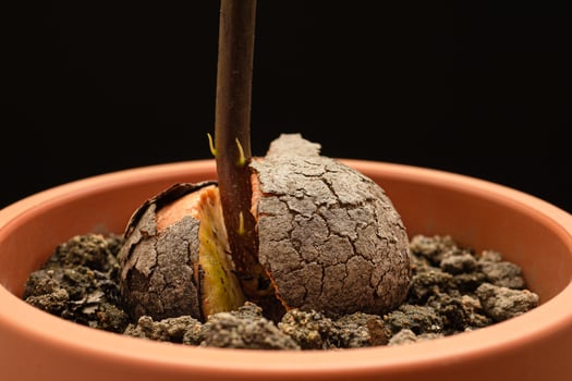 Macro shot of sprouted avocado seed planted in a potted against a black background in the studio photo