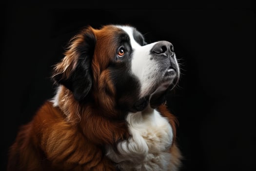 A close up of a dog looking up photo