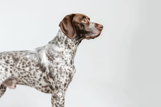 German shorthaired pointer dog standing on white background photo