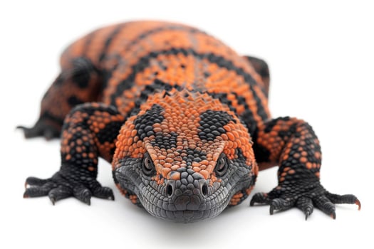 A red and black lizard with black spots photo