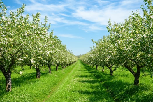 Blossoming apple orchard with vibrant flowers and clear blue sky in springtime photo