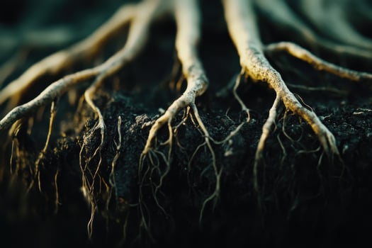 Close-up of intricate tree roots emerging from dark soil in early morning light photo