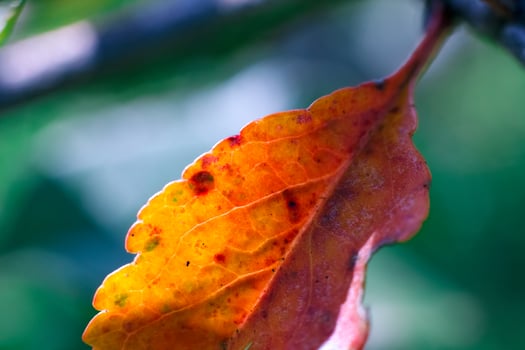 Autumn orange and yellow leaf with red patches hanging on a branch. photo