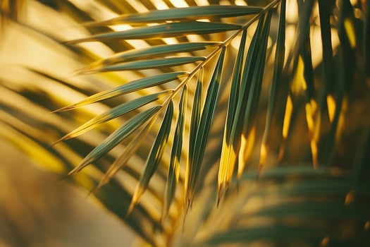 Tropical palm tree leaves swaying in golden sunlight symbolism of Sukkot photo