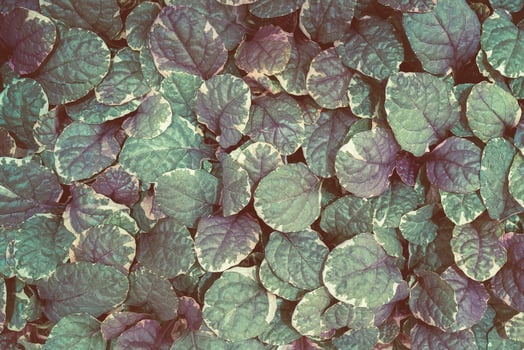 Beautiful green leaf pattern. Natural background. photo