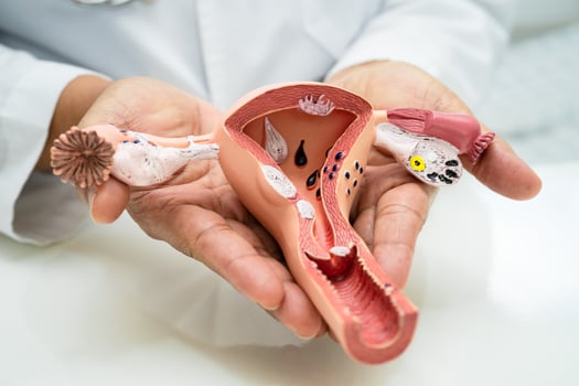 Uterus, doctor with anatomy model for study diagnosis and treatment in hospital. photo