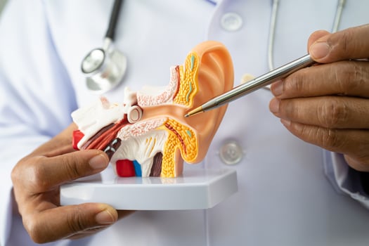 Asian doctor holding human ear model to learn and treat hearing loss in patient. photo