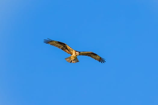 Flying time at the cute eagle hunting for prey photo