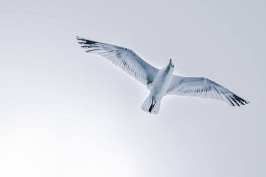 Free-Flying Symphony of Ducks and Birds photo