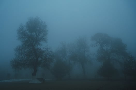 misty mystical landscape with trees in park in fog mist in winter evening photo