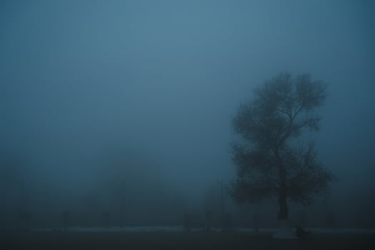 misty mystical landscape with lonely tree in park in fog mist in winter evening photo