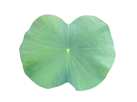 Isolated green waterlily leaf on white background, with clipping path. photo