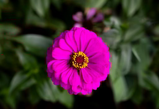 Pink flower on a dark green background. Zinnia is a genus of plants of the family Asteraceae. Top view. Close-up. Selective focus. photo