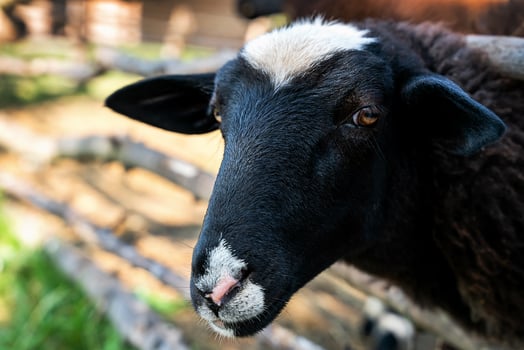 Portrait of a black and white sheep. Close-up. Selective focus. photo