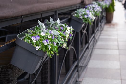 Outdoor landscaping - pots and planters on the city street with outdoor flowers violets, marigolds, ivy. Decoration of cafes, windows of the house with flowerbeds with flowering plants photo