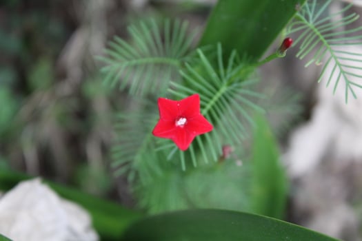 Cypress vine OR Ipomoea quamoclit photo