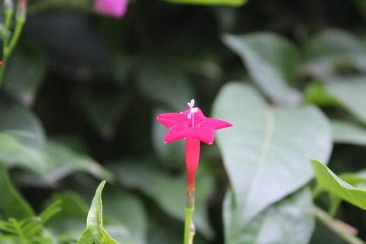 Cypress vine OR Ipomoea quamoclit photo
