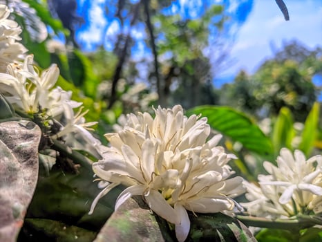 A blooming coffee tree with white flowers seen from a close distance photo