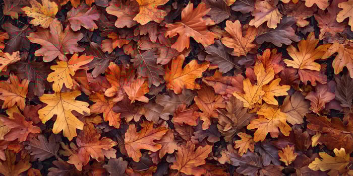 Autumn Maple Leaves Background photo