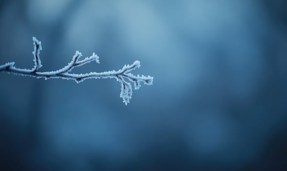A branch covered in frost and snow photo