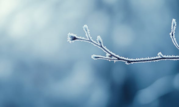 A branch covered in frost and snow photo