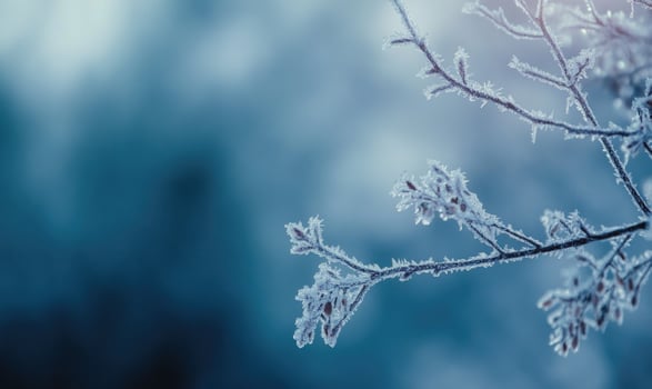A branch covered in frost and snow photo