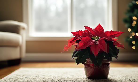 A red poinsettia plant sits in a red vase on a carpeted floor photo