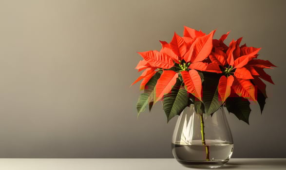 A vase of red poinsettias sits on a table photo