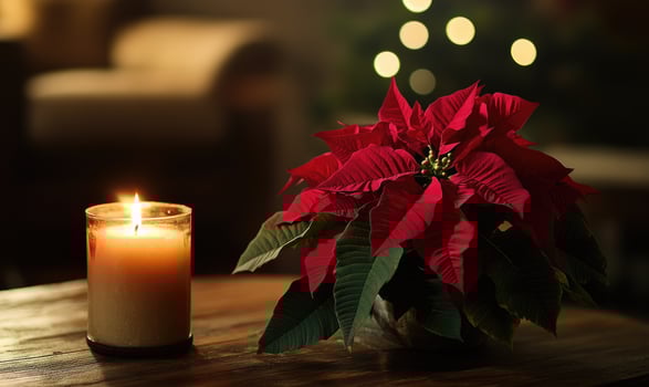 A candle is lit next to a red poinsettia plant photo