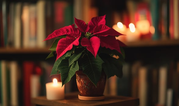 A red poinsettia plant sits on a wooden table next to a candle photo