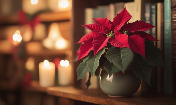 A red poinsettia plant sits on a shelf next to a bookcase photo