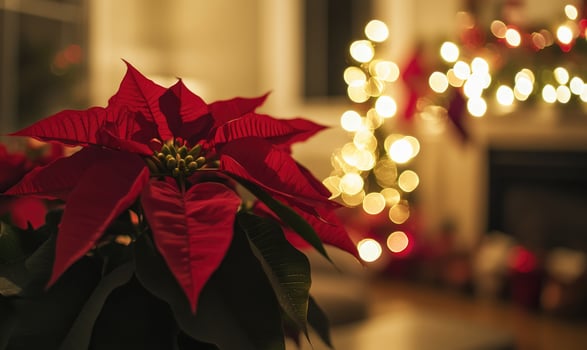 A red poinsettia flower is the main focus of the image photo