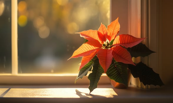 A small potted plant with red leaves sits on a windowsill photo