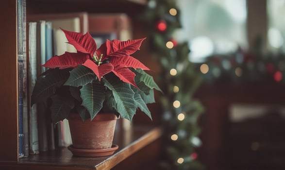 A red poinsettia plant sits on a shelf next to a bookcase photo
