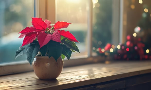 A small red poinsettia plant sits in a vase on a windowsill photo