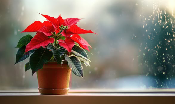 A red poinsettia plant in a brown pot sits on a windowsill photo