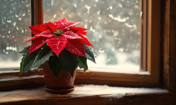 A red poinsettia plant sits in a pot on a windowsill photo