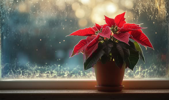 A red poinsettia plant sits in a pot on a windowsill photo