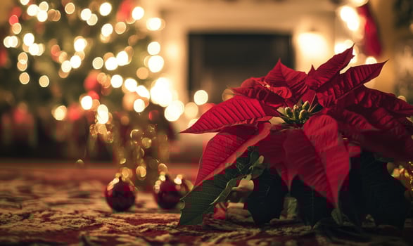 A red poinsettia flower sits on a carpeted floor next to a Christmas tree photo
